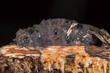 Eutypa limiformis image