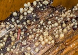 Helicogloea compressa image