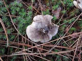 Tricholoma portentosum image