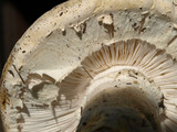 Amanita smithiana image