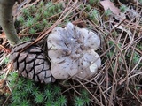 Tricholoma portentosum image