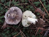 Tricholoma portentosum image