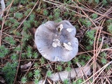 Tricholoma portentosum image