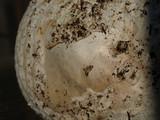 Amanita smithiana image