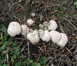 Lycoperdon marginatum image