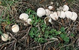 Lycoperdon marginatum image