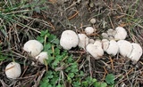 Lycoperdon marginatum image