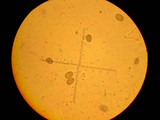 Amanita smithiana image