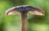 Hydropus nigrita image