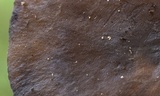 Hydropus nigrita image