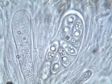 Rinodina oxydata image