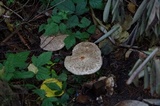 Chlorophyllum olivieri image