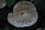 Chlorophyllum olivieri image