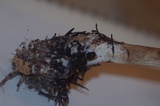 Chlorophyllum olivieri image