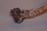 Chlorophyllum olivieri image