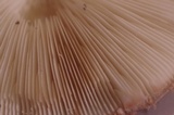 Chlorophyllum olivieri image