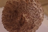 Chlorophyllum olivieri image