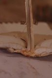 Chlorophyllum olivieri image