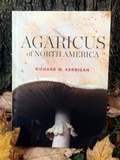 Agaricus butyreburneus image