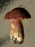 Tricholomopsis rutilans image