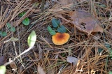 Hygrophoropsis aurantiaca image