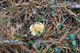 Hygrophorus flavodiscus image