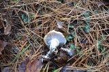 Hygrophorus flavodiscus image