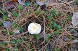 Hygrophorus flavodiscus image