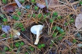 Hygrophorus flavodiscus image