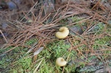 Tricholomopsis sulphureoides image