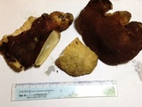 Albatrellus ellisii image
