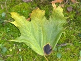 Rhytisma acerinum image