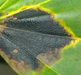 Rhytisma acerinum image