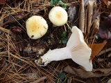 Hygrophorus flavodiscus image
