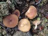 Lactarius hibbardae image