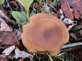 Lactarius hibbardae image