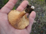 Lactarius hibbardae image