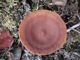 Lactarius hibbardae image