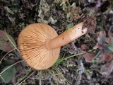 Lactarius hibbardae image