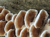Gloeoporus dichrous image