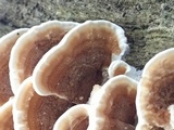 Gloeoporus dichrous image