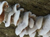 Gloeoporus dichrous image