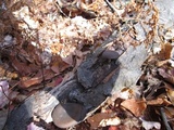Polyporus brumalis image