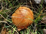 Suillus grevillei image