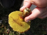Suillus grevillei image