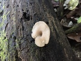 Arrhenia epichysium image