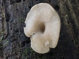 Arrhenia epichysium image