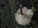 Arrhenia epichysium image