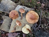 Tricholoma imbricatum image