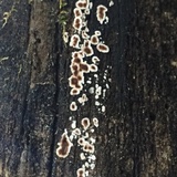 Peniophora albobadia image